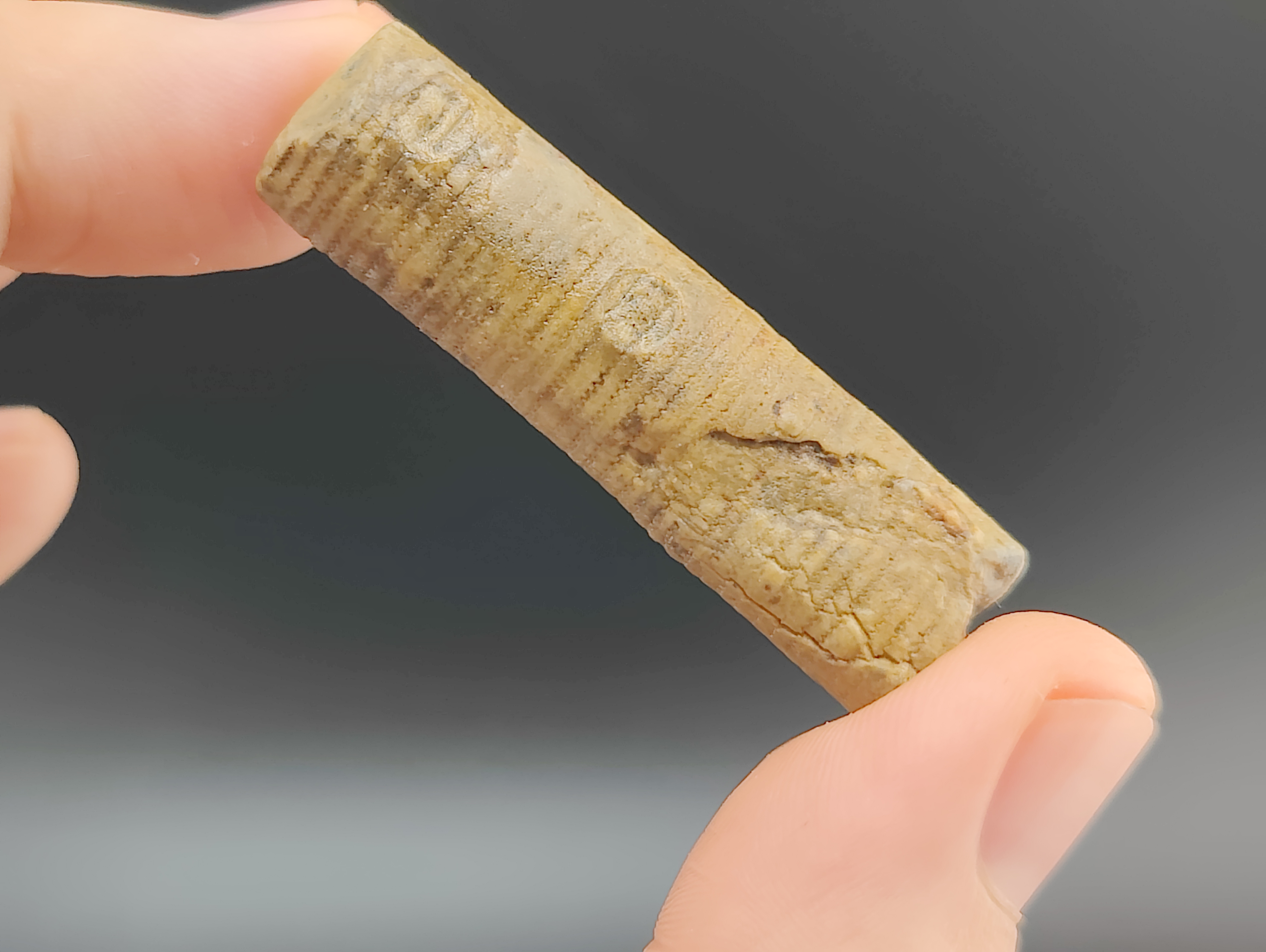 AAM0034 Криноидея. Окаменелость. Морская лилия 