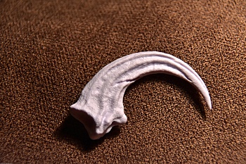 DINO10004 Коготь раптора